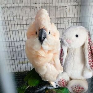Peach — Moluccan cockatoo photo Peach — Moluccan cockatoo photo