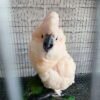 Peach — Moluccan cockatoo photo