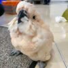 Peach — Moluccan cockatoo photo