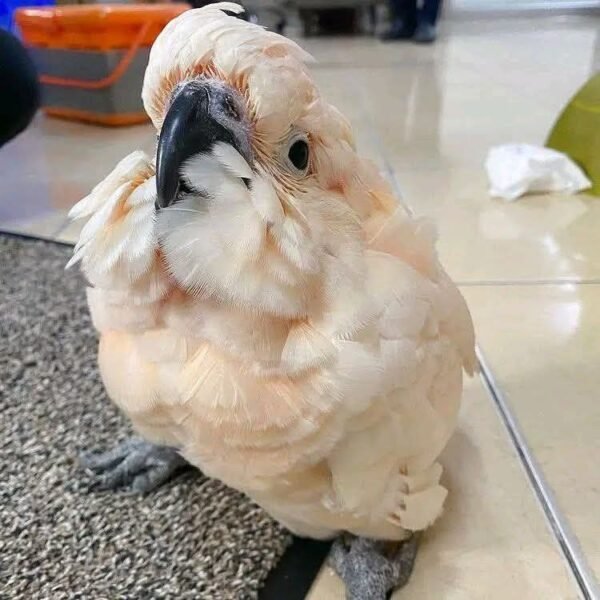 Peach — Moluccan cockatoo photo