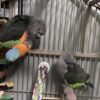 Kiko — Senegal parrot photo