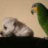 Rio Verde — Amazon parrot photo