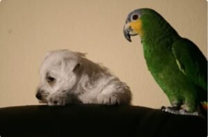 Rio Verde — Amazon parrot photo