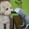 Rio Verde — Amazon parrot photo