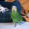 Rio Verde — Amazon parrot photo