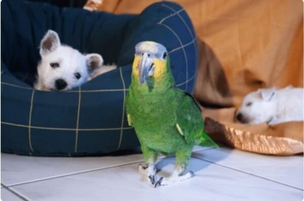 Rio Verde — Amazon parrot photo