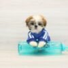 Rob — Toy Shih Tzu Puppy photo