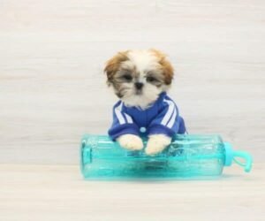 Rob — Toy Shih Tzu Puppy photo
