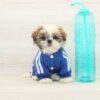 Rob — Toy Shih Tzu Puppy photo