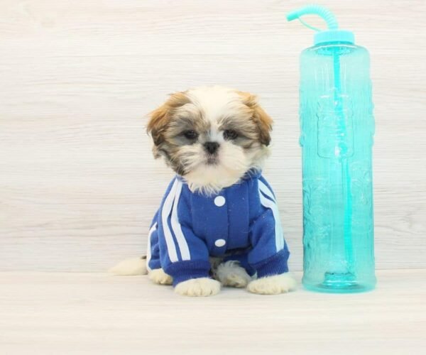 Rob — Toy Shih Tzu Puppy photo