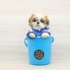 Rob — Toy Shih Tzu Puppy photo