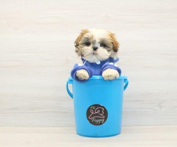 Rob — Toy Shih Tzu Puppy photo