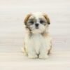 Rob — Toy Shih Tzu Puppy photo