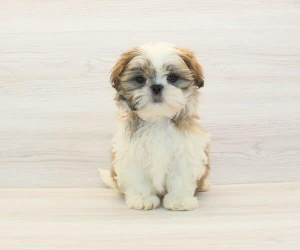Rob — Toy Shih Tzu Puppy photo