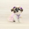 Samara — Toy Shih Tzu Puppy photo
