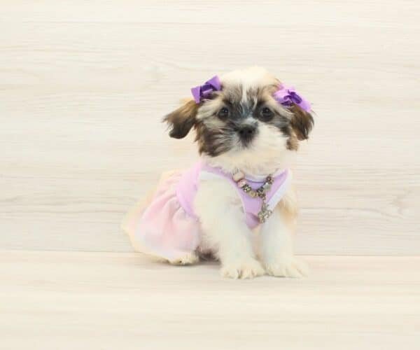 Samara — Toy Shih Tzu Puppy photo