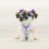 Samara — Toy Shih Tzu Puppy photo