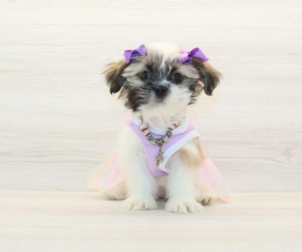 Samara — Toy Shih Tzu Puppy photo