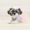 Samara — Toy Shih Tzu Puppy photo