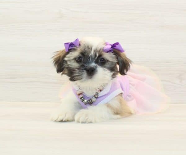 Samara — Toy Shih Tzu Puppy photo