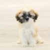 Samara — Toy Shih Tzu Puppy photo