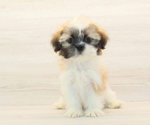 Samara — Toy Shih Tzu Puppy photo