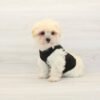Sony — Toy Maltipoo Puppy photo Sony — Toy Maltipoo Puppy photo