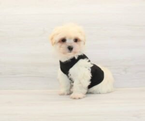Sony — Toy Maltipoo Puppy photo Sony — Toy Maltipoo Puppy photo