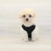 Sony — Toy Maltipoo Puppy photo Sony — Toy Maltipoo Puppy photo