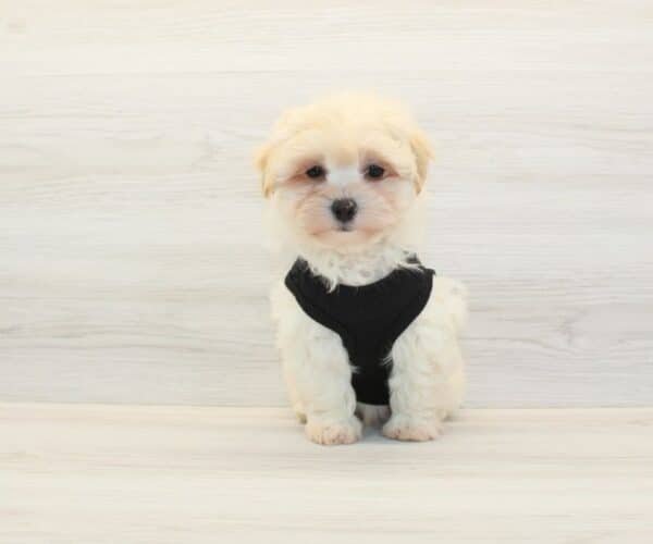 Sony — Toy Maltipoo Puppy photo Sony — Toy Maltipoo Puppy photo