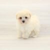 Sony — Toy Maltipoo Puppy photo Sony — Toy Maltipoo Puppy photo