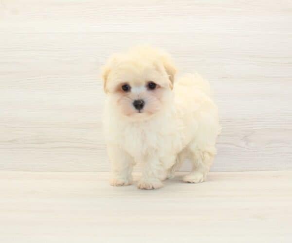 Sony — Toy Maltipoo Puppy photo Sony — Toy Maltipoo Puppy photo