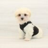 Sony — Toy Maltipoo Puppy photo Sony — Toy Maltipoo Puppy photo