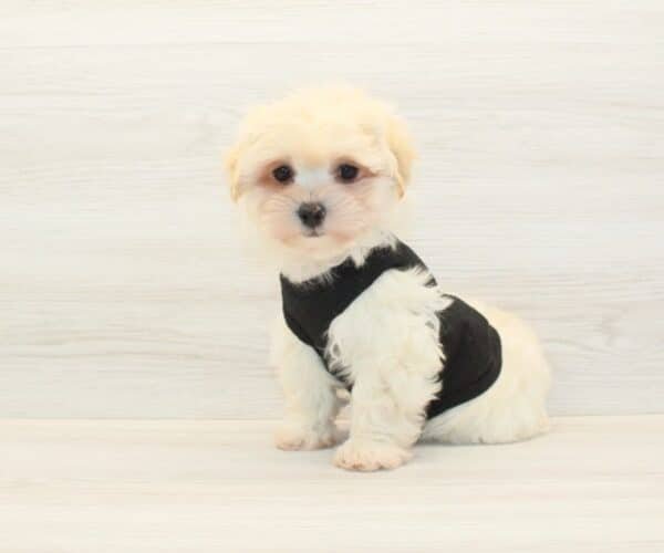 Sony — Toy Maltipoo Puppy photo Sony — Toy Maltipoo Puppy photo