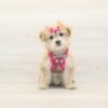 Sushi — Toy Morkie Puppy photo Sushi — Toy Morkie Puppy photo