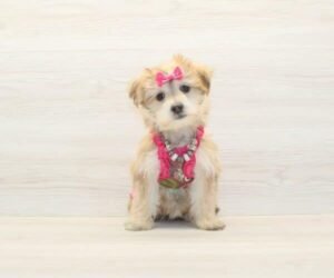 Sushi — Toy Morkie Puppy photo Sushi — Toy Morkie Puppy photo