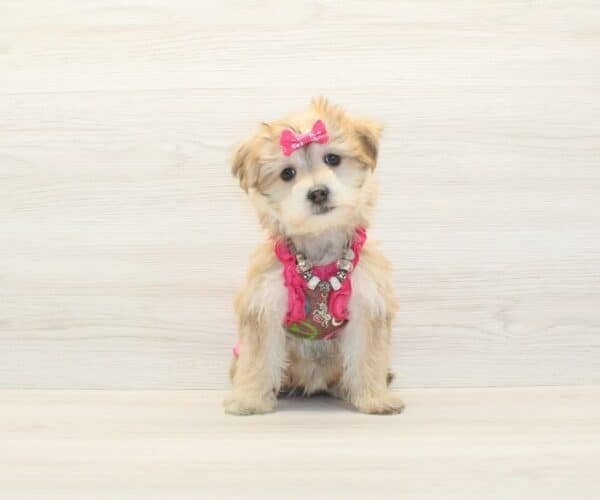Sushi — Toy Morkie Puppy photo Sushi — Toy Morkie Puppy photo