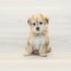 Sushi — Toy Morkie Puppy photo Sushi — Toy Morkie Puppy photo