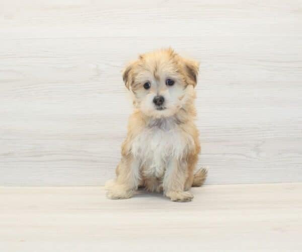 Sushi — Toy Morkie Puppy photo Sushi — Toy Morkie Puppy photo