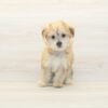Sushi — Toy Morkie Puppy photo Sushi — Toy Morkie Puppy photo