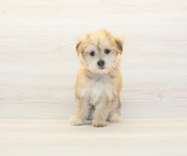 Sushi — Toy Morkie Puppy photo Sushi — Toy Morkie Puppy photo
