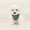 Taco — Teacup Maltese Puppy photo