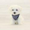 Taco — Teacup Maltese Puppy photo