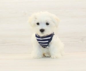 Taco — Teacup Maltese Puppy photo Taco — Teacup Maltese Puppy photo