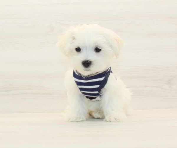 Taco — Teacup Maltese Puppy photo
