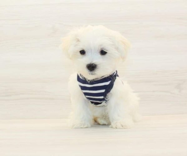 Taco — Teacup Maltese Puppy photo