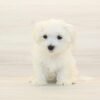 Taco — Teacup Maltese Puppy photo