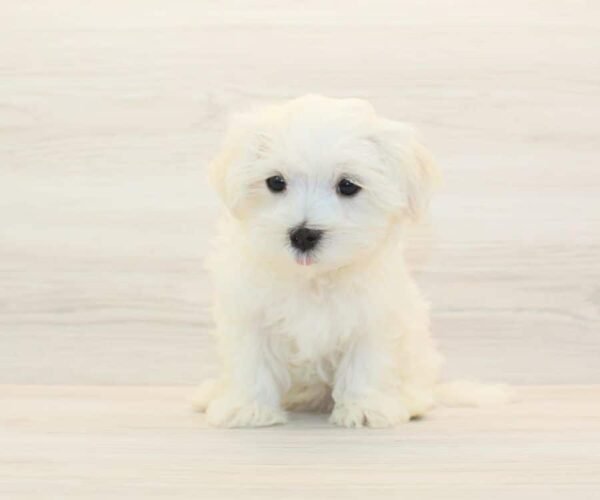 Taco — Teacup Maltese Puppy photo