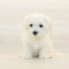 Taco — Teacup Maltese Puppy photo