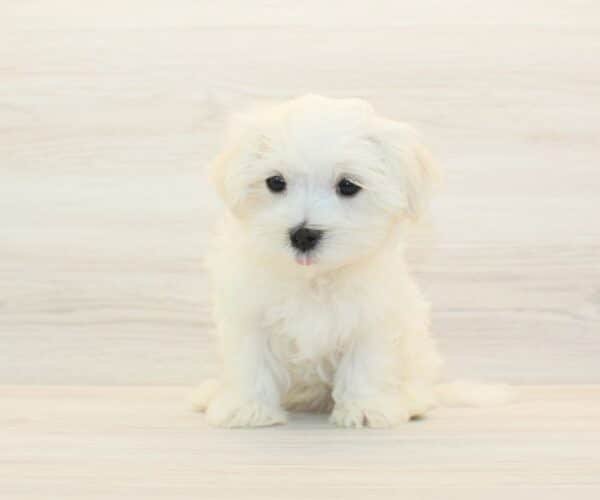 Taco — Teacup Maltese Puppy photo